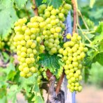 Vinič (Vitis Vinifera) ‘SEYVAL BLANC’- výška 50-70 cm, kont. C3L